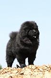 CHOW CHOW 178